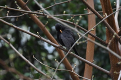 Turdus merula