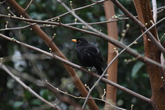 Turdus merula