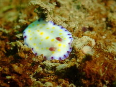 Goniobranchus aureopurpureus