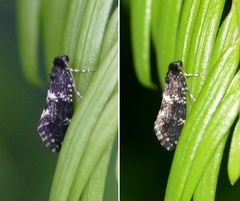 Narycia duplicella