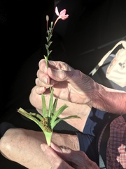 Freesia laxa