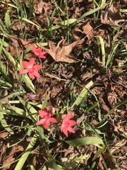 Freesia laxa