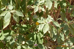 Solanum incanum