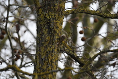 Certhia brachydactyla