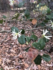 Loropetalum