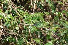 Uraeginthus bengalus