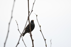 Sturnus vulgaris