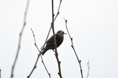 Sturnus vulgaris