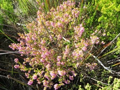 Erica intervallaris intervallaris