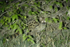 Genetta maculata