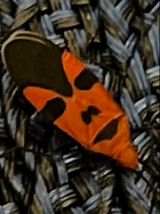 Dysdercus jamaicensis