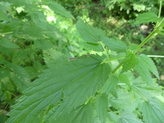 Agromyza pseudoreptans