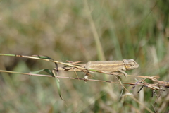 Trioceros bitaeniatus