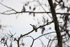 Parus major