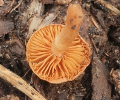 Tubaria furfuracea