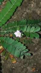 Biophytum dendroides