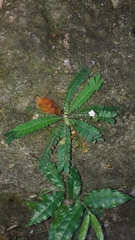 Biophytum dendroides