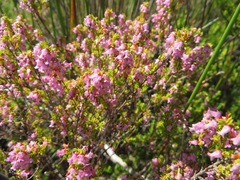 Erica intervallaris intervallaris