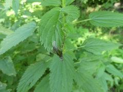 Agromyza pseudoreptans