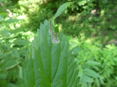 Agromyza pseudoreptans