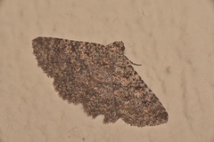Heteropalpia cortytoides