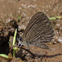 Pseudonacaduba sichela