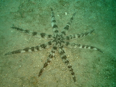 Luidia maculata