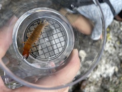 Protohermes costalis