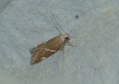 Orophia sordidella