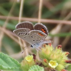 Freyeria trochylus
