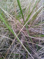 Brachypodium phoenicoides