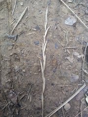 Brachypodium phoenicoides