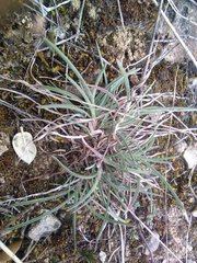 Helictochloa bromoides bromoides