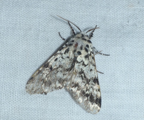 Panthea coenobita