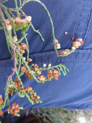 Image of Erica multiflexuosa by (c) linkie, some rights reserved (CC BY)
