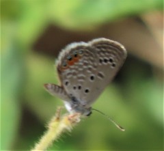 Freyeria trochylus