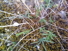 Thesium divaricatum