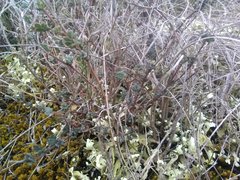 Coronilla minima lotoides
