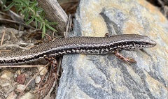 Ctenotus labillardieri