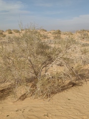 Haloxylon persicum