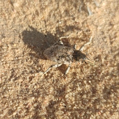 Ammocleonus hieroglyphicus