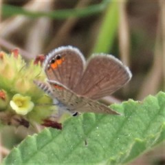 Freyeria trochylus