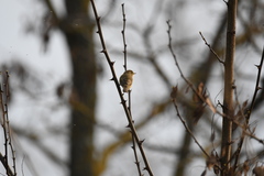 Phylloscopus collybita