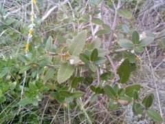 Phillyrea latifolia media