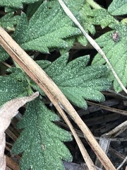 Agrimonia incisa