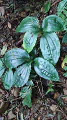 Liparis gigantea