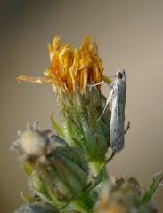 Phycitodes binaevella