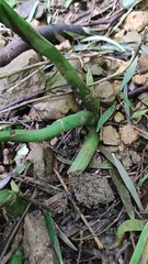 Liparis gigantea