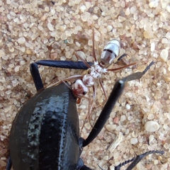 Cataglyphis bombycina
