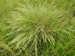 Aristida junciformis